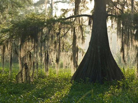 Louisiana