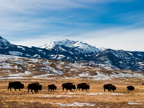 Montana